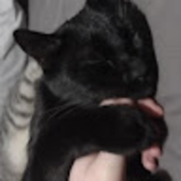 Meet your Posher, Audrey - Picture 1 of 1